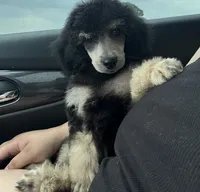 Huckleberry Pie, a male Poodle - Miniature  for sale in Pocola, OK – 1 of 4