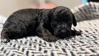 INDEPENDENCE, a female Poodle - Miniature  for sale in Pocola, OK – 9 of 10