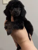 Scouty, a male Poodle - Miniature  for sale in Pocola, OK – 1 of 8