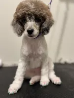 AKC Blue Eyes, a female Poodle - Miniature  for sale in Pocola, OK – Photo 2 of 3
