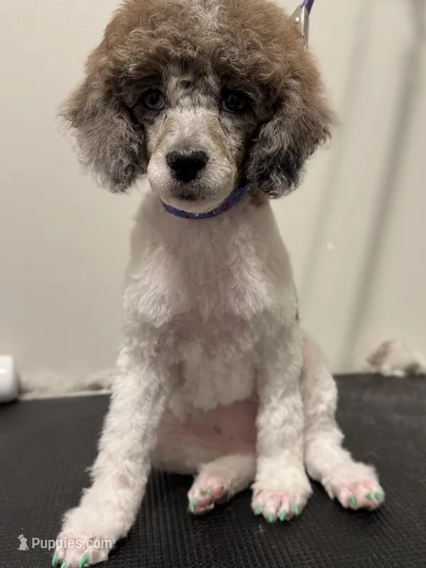 AKC Blue Eyes – Poodle - Miniature  puppy for sale in Pocola, OK