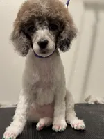 AKC Blue Eyes, a female Poodle - Miniature  for sale in Pocola, OK – Photo 3 of 3