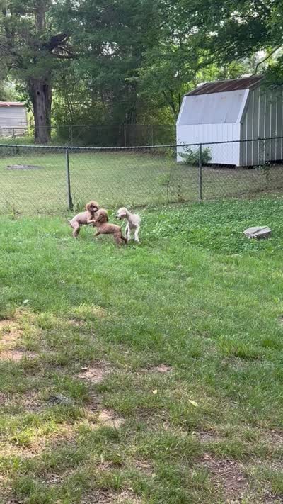 Blossom, a female Poodle - Miniature  for sale in Pocola, OK – 6 of 6