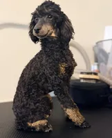 AKC Tansy. , a female Poodle - Miniature  for sale in Pocola, OK – 6 of 10