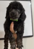 Scouty, a male Poodle - Miniature  for sale in Pocola, OK – 8 of 8
