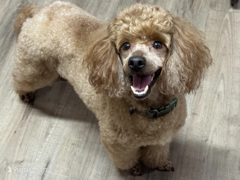 Thomas – Poodle - Miniature  puppy for sale in Pocola, OK