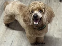 Thomas, a male Poodle - Miniature  for sale in Pocola, OK – 1 of 7