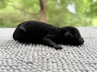 AKC Clear Freedom, a male Poodle - Miniature  for sale in Pocola, OK – 6 of 7