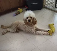 AKC Blossom, a female Poodle - Miniature  for sale in Pocola, OK – 2 of 2