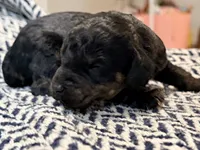 VALOR, a male Poodle - Miniature  for sale in Pocola, OK – 3 of 6
