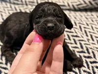 INDEPENDENCE, a female Poodle - Miniature  for sale in Pocola, OK – 3 of 10