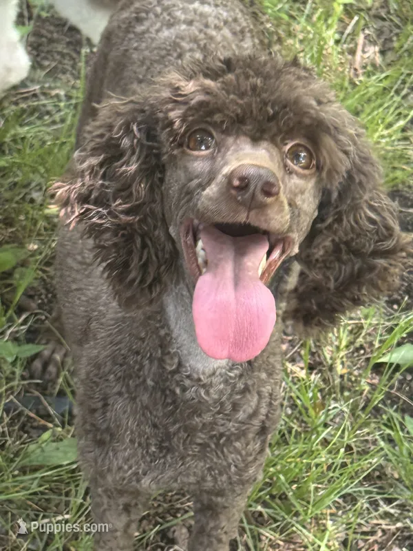 AKC, Clear, Nixie – Poodle - Miniature  puppy for sale in Pocola, OK