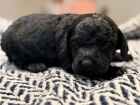 FREEDOM, a male Poodle - Miniature  for sale in Pocola, OK – 9 of 10