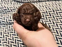 LIBERTY, a female Poodle - Miniature  for sale in Pocola, OK – 3 of 7