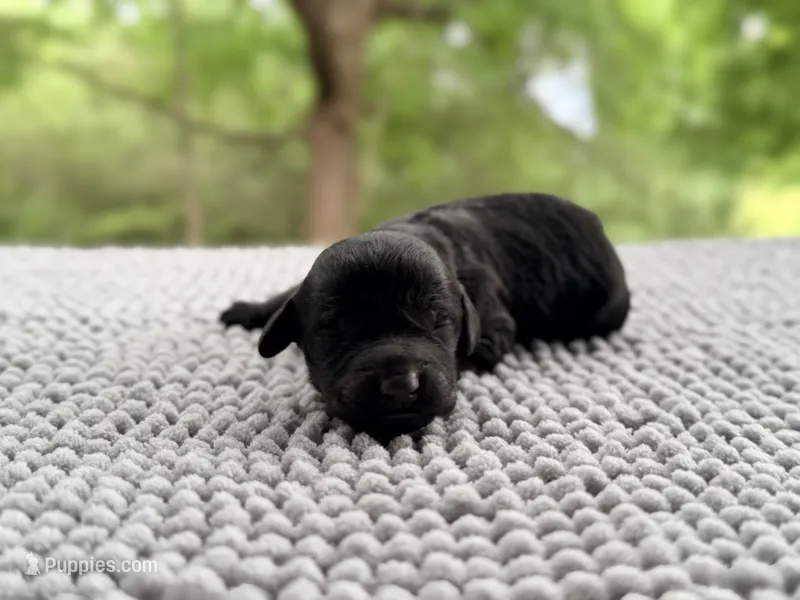 AKC Clear Freedom – Poodle - Miniature  puppy for sale in Pocola, OK