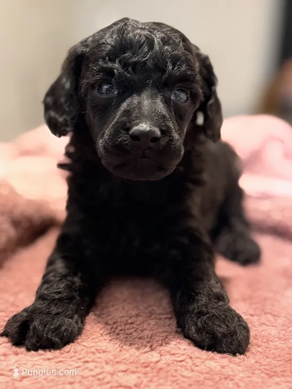 AKC, Clear, Freedom – Poodle - Miniature  puppy for sale in Pocola, OK