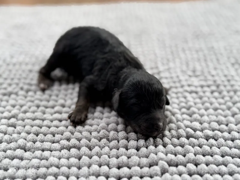 AKC Clear Independence – Poodle - Miniature  puppy for sale in Pocola, OK