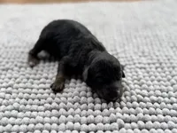 AKC Clear Independence, a female Poodle - Miniature  for sale in Pocola, OK – 1 of 6