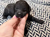 JUSTICE, a female Poodle - Miniature  for sale in Pocola, OK – 1 of 6