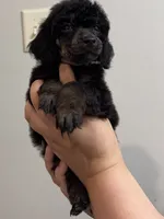 Scouty, a male Poodle - Miniature  for sale in Pocola, OK – 4 of 8