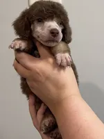Berrykin Bloom, a male Poodle - Miniature  for sale in Pocola, OK – 2 of 7