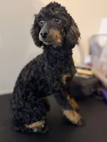 AKC Tansy. , a female Poodle - Miniature  for sale in Pocola, OK – 10 of 10