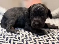 INDEPENDENCE, a female Poodle - Miniature  for sale in Pocola, OK – 10 of 10