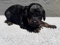 AKC, Clear, Valor, a male Poodle - Miniature  for sale in Pocola, OK – 5 of 6