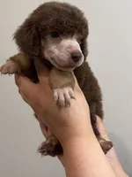 Berrykin Bloom, a male Poodle - Miniature  for sale in Pocola, OK – 6 of 7