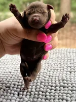 AKC Clear Liberty, a female Poodle - Miniature  for sale in Pocola, OK – 1 of 8
