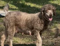 Lola, a female Poodle - Miniature  for sale in Pocola, OK – Photo 2 of 4
