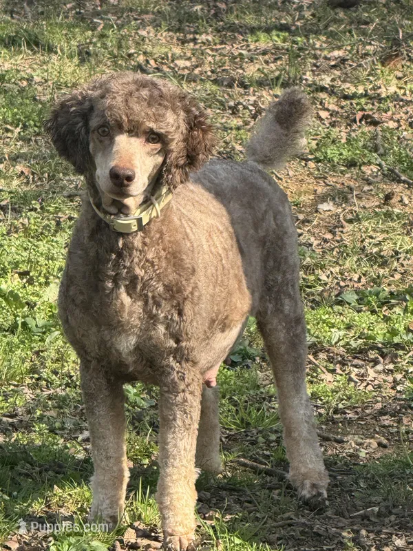 Lola – Poodle - Miniature  puppy for sale in Pocola, OK