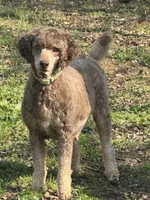 Lola, a female Poodle - Miniature  for sale in Pocola, OK – Photo 1 of 4