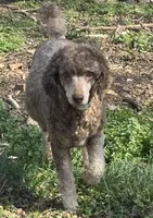 Lola, a female Poodle - Miniature  for sale in Pocola, OK – Photo 4 of 4