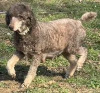 Lola, a female Poodle - Miniature  for sale in Pocola, OK – Photo 3 of 4