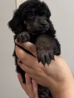 Scouty, a male Poodle - Miniature  for sale in Pocola, OK – 6 of 8