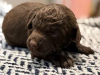 LIBERTY, a female Poodle - Miniature  for sale in Pocola, OK – 6 of 7