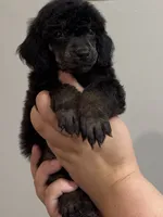 Scouty, a male Poodle - Miniature  for sale in Pocola, OK – 2 of 8