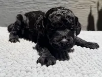AKC, Clear, Freedom, a male Poodle - Miniature  for sale in Pocola, OK – 4 of 7