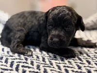 INDEPENDENCE, a female Poodle - Miniature  for sale in Pocola, OK – 5 of 10