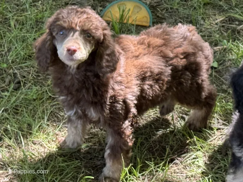 Angel Cake – Poodle - Miniature  puppy for sale in Pocola, OK