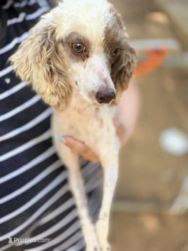 AKC, 1 Copy DM.  – Poodle - Miniature  puppy for sale in Pocola, OK