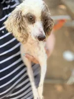 AKC, 1 Copy DM. , a female Poodle - Miniature  for sale in Pocola, OK – 1 of 3