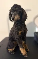 AKC Tansy. , a female Poodle - Miniature  for sale in Pocola, OK – 7 of 10