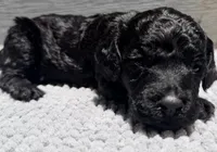 AKC, Clear, Freedom, a male Poodle - Miniature  for sale in Pocola, OK – 7 of 7