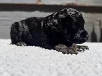 AKC, Clear, Independence., a female Poodle - Miniature  for sale in Pocola, OK – 6 of 7