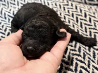 JUSTICE, a female Poodle - Miniature  for sale in Pocola, OK – 6 of 6