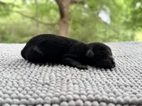 AKC Clear Freedom, a male Poodle - Miniature  for sale in Pocola, OK – 4 of 7