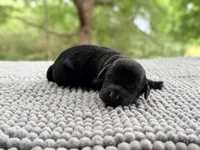 AKC Clear Freedom, a male Poodle - Miniature  for sale in Pocola, OK – 5 of 7