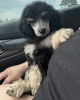 Huckleberry Pie, a male Poodle - Miniature  for sale in Pocola, OK – 2 of 4